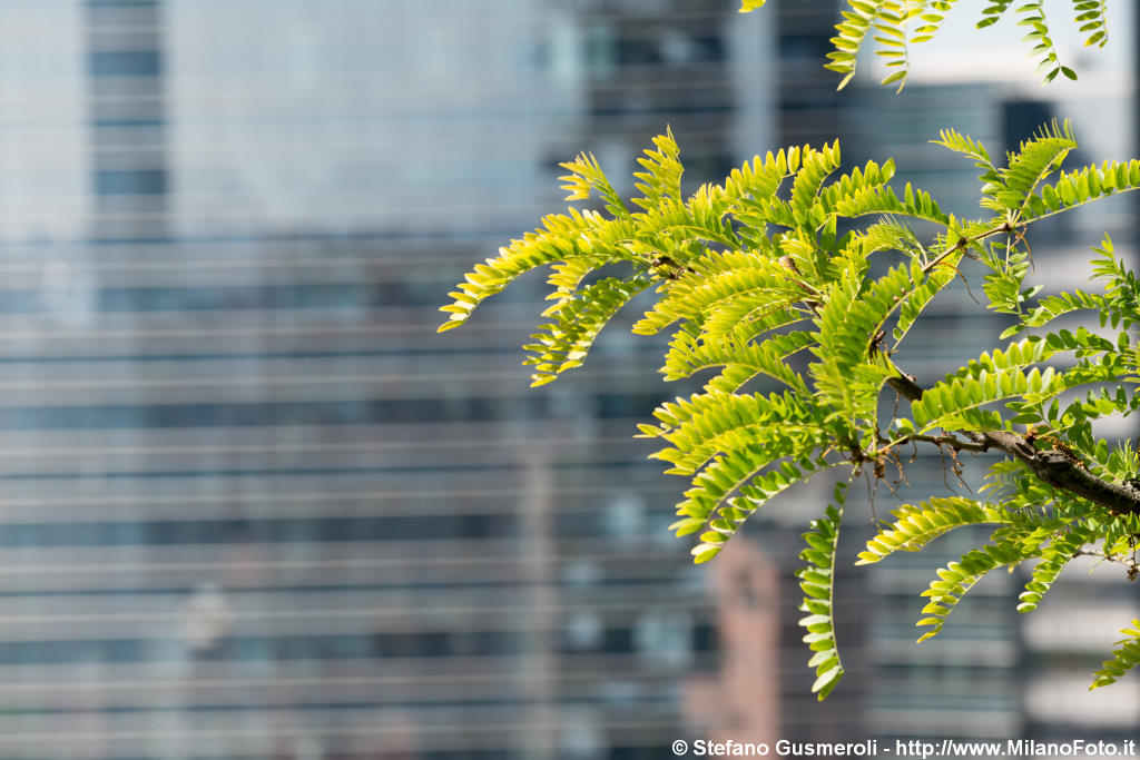  Scorcio dal Bosco Verticale - click to next image