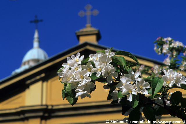  Prunus avium in piazza S.Francesca Romana - click to next image