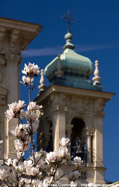  Magnolie bianche e campanile S.Maria Segreta - click to next image