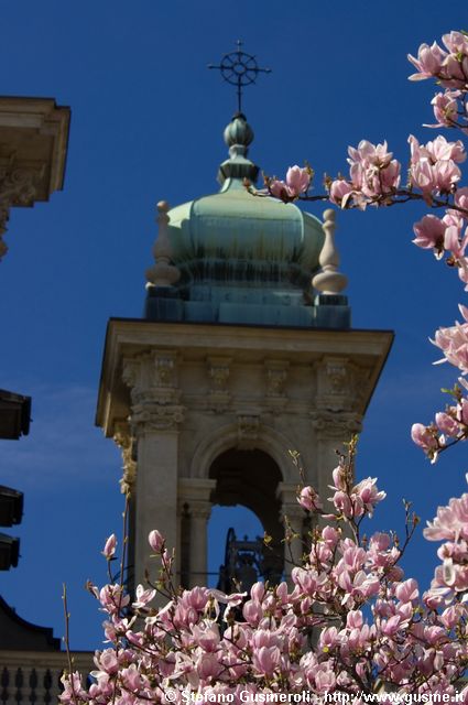  Magnolie rosa e campanile S.Maria Segreta - click to next image