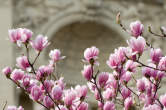 20120316_101120 Magnolie in fiore