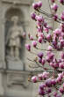 20120316_101232 Magnolie in fiore