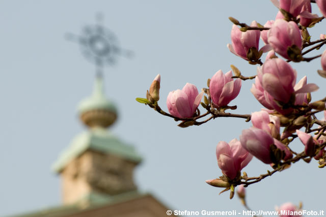  Magnolie e croce sommitale - click to next image