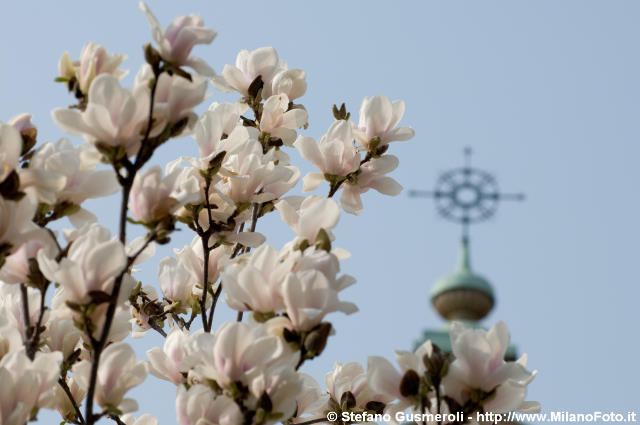  Magnolie e croce sommitale - click to next image