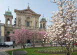 20120316_102129 S.Maria Segreta e fioritura magnolie