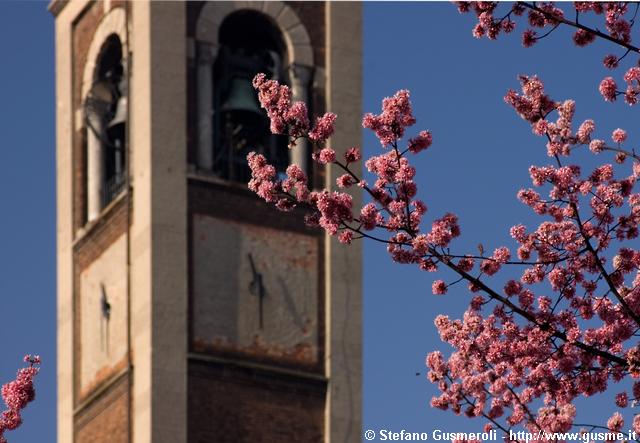  Fioritura e campanile S.Pietro in Sala - click to next image