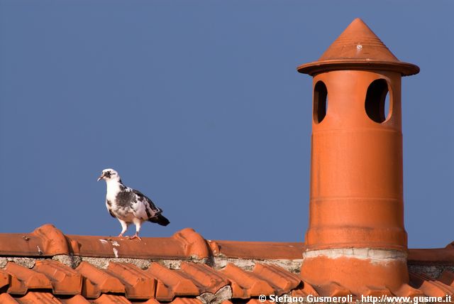  Piccione albino - click to next image