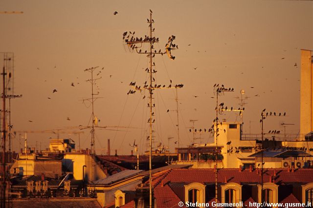  Storni sulle antenne di via Petrarca e abbaini via Mascheroni 15 - click to next image