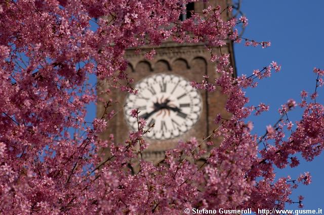  Fioritura in piazza S.Eufemia - click to next image