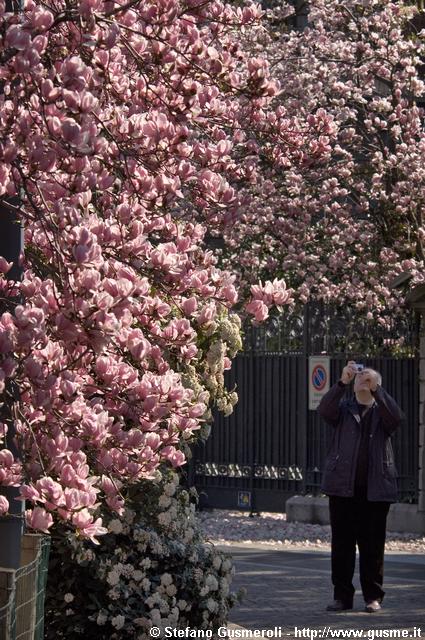  Magnolie spettacolari in piazza Tommaseo - click to next image