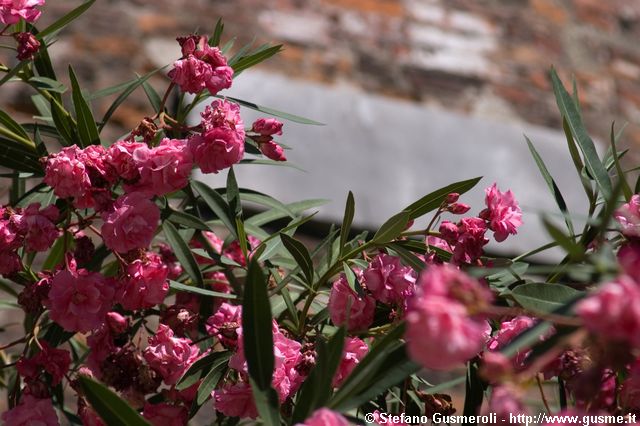  Oleandri in fiore al Museo Archeologico - click to next image