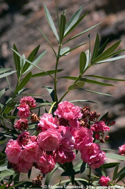  Oleandri in fiore al museo Archeologico - click to next image