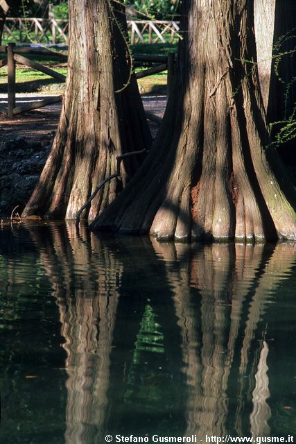  Cipresso calvo - Taxodium distichum - click to next image