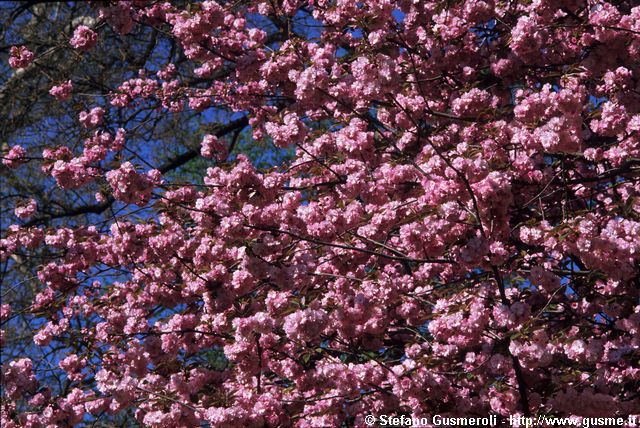  Prunus serrulata - click to next image