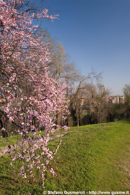  Fioritura sul monte Stella - click to next image