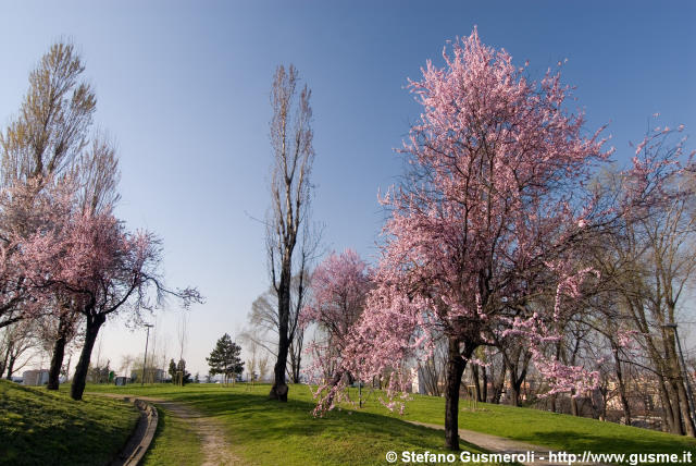  Fioritura sul monte Stella - click to next image