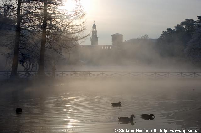  Papere nel laghetto tra la nebbia - click to next image