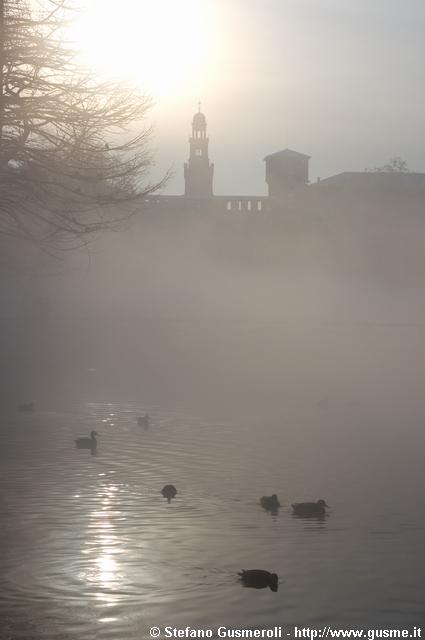  Papere nel laghetto tra la nebbia - click to next image