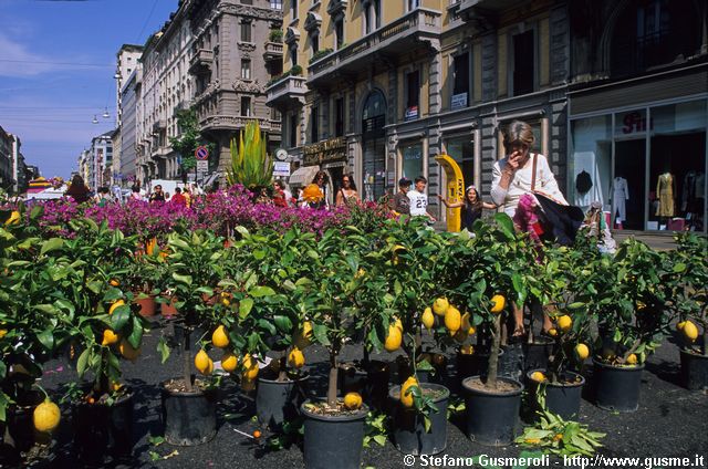  Limoni in corso Buenos Aires - click to next image