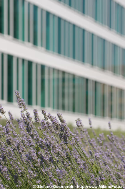  Scorcio sulla lavanda - click to next image