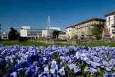 20070409_161516 Fioritura di viole in piazzale Giulio Cesare