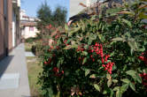 20120222_120111 Giardino