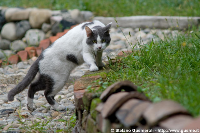  Gatto pezzato - click to next image