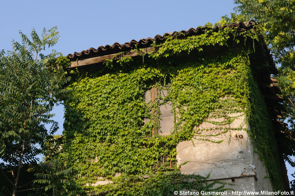  Torretta con edera - click to next image