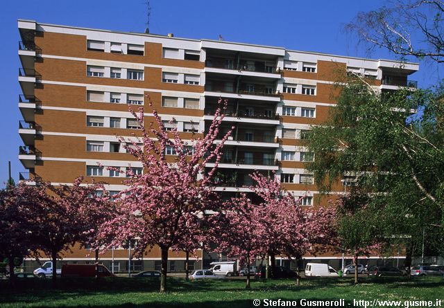  Prunus serrulata e palazzo via Monti 71 - click to next image