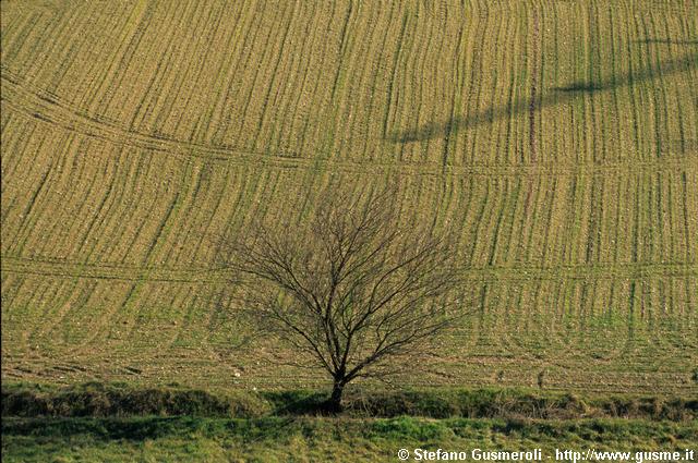  Canale, pianta e campo arato in via Muggiano - click to next image