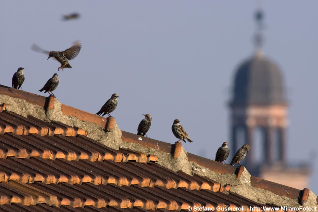  Storni e torre del Filarete - click to next image