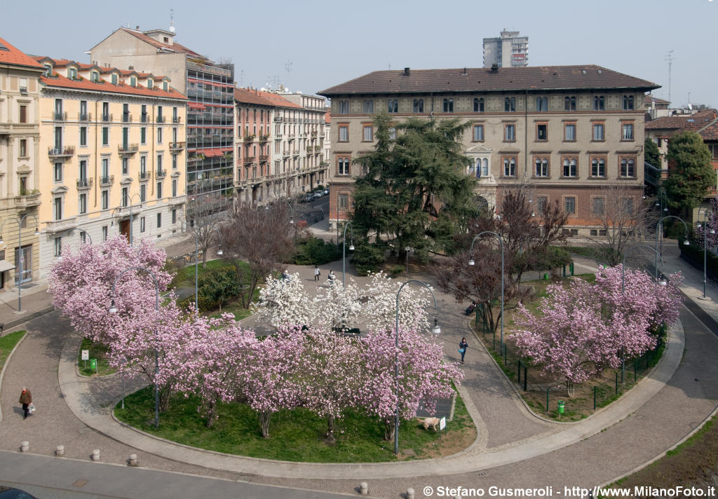  Fioritura in piazza Tommaseo - click to next image